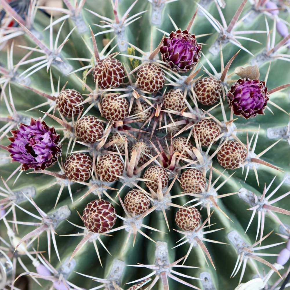 Meet your Posher, Cameron